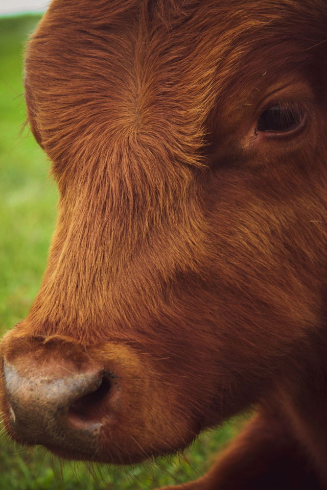 Calf