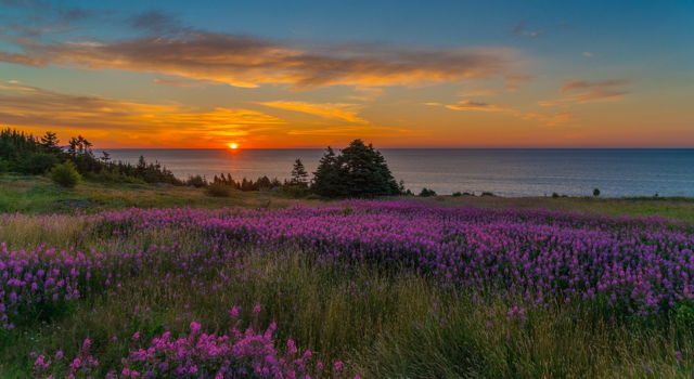 Fire Above and Fireweed Below, Sunrise at Lower Island Cove