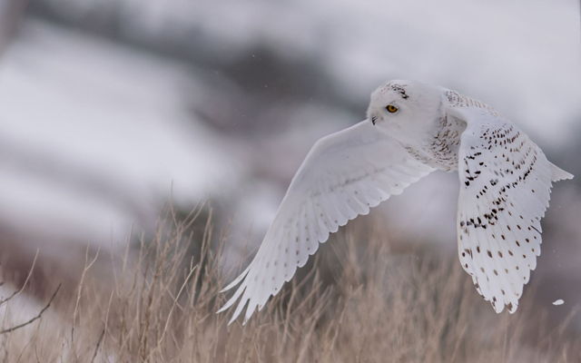 Snowy Owl over the barrens