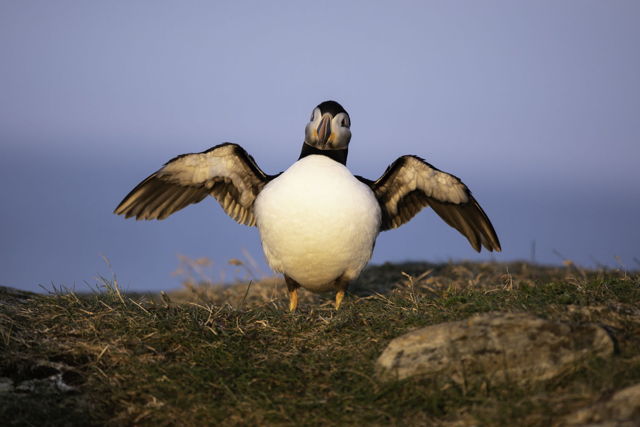 Puffin Open Wings
