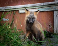 Fox kit