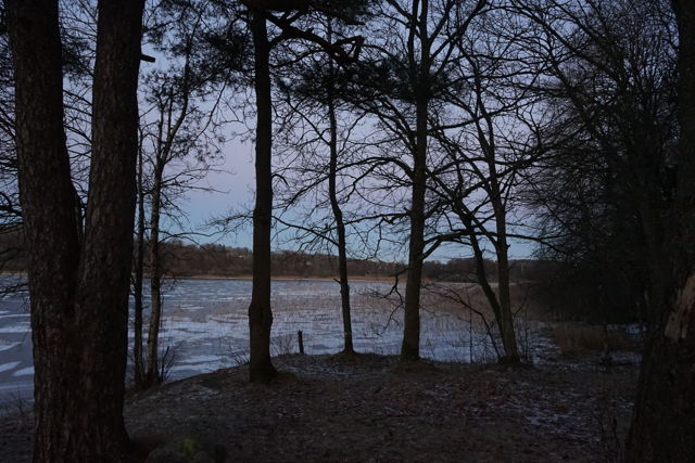 Walk In A Swedish Forest