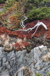 Dead Tuckamore II, Skerwink Trail, Port Rexton, NL