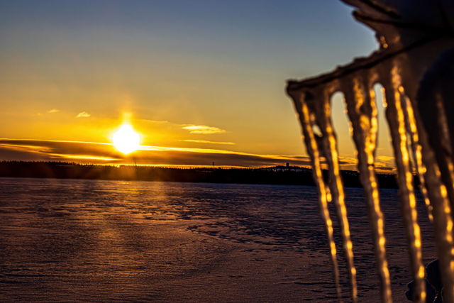 Golden Icicles