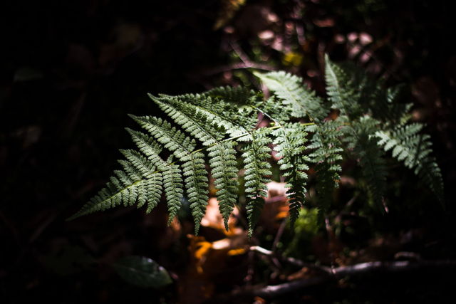 Fern
