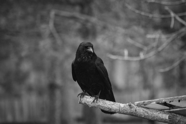 Crow