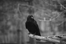 Crow