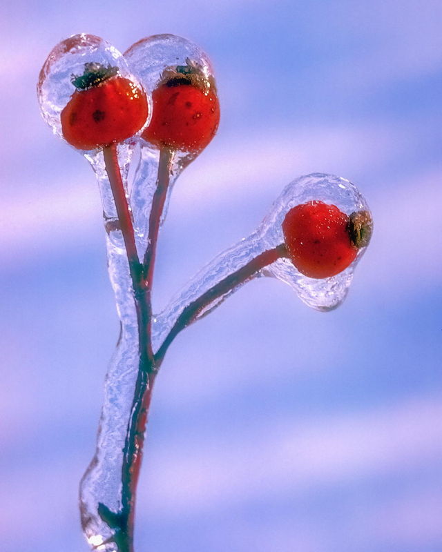 Winter Rose Hips