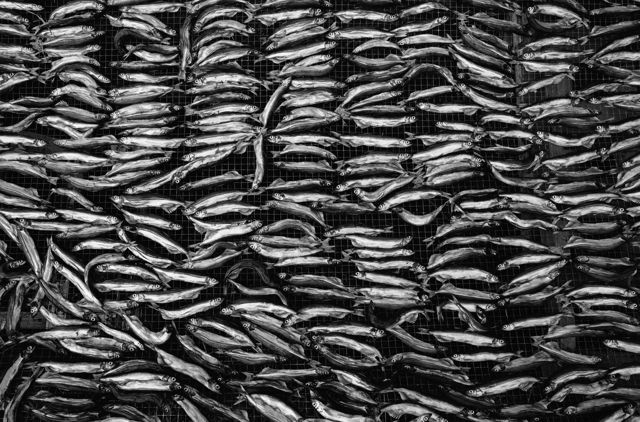Capelin Days