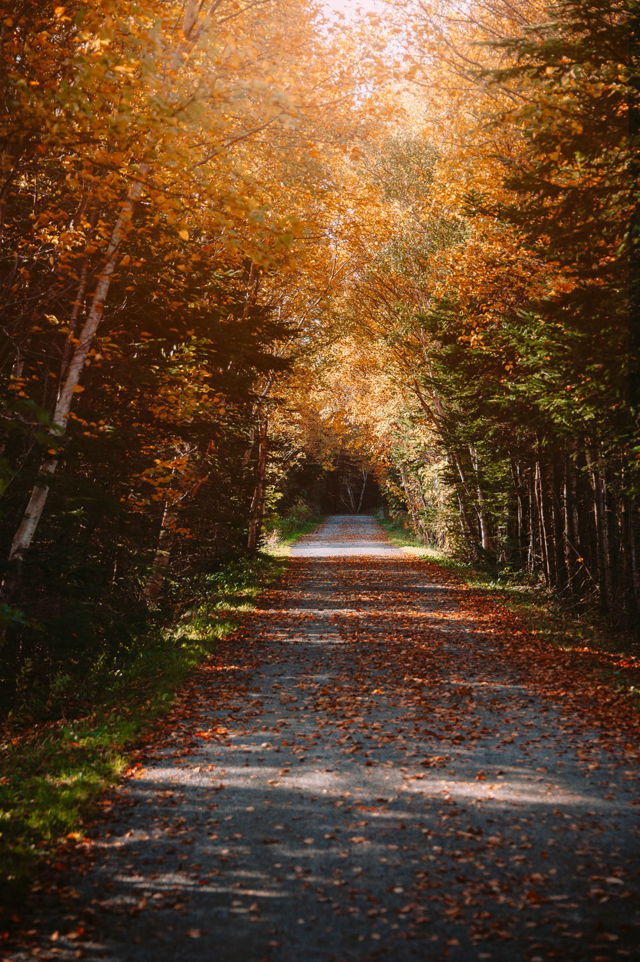 Autumn Trail