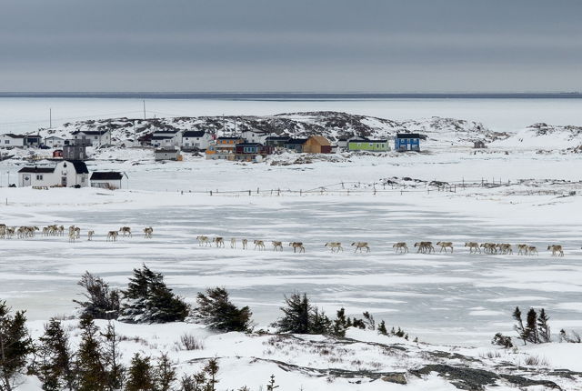 Caribou in Barr'd Islands - 3