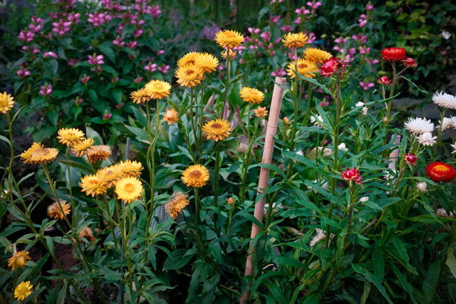Bursting Blooms