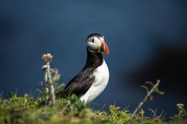 Elliston Puffin