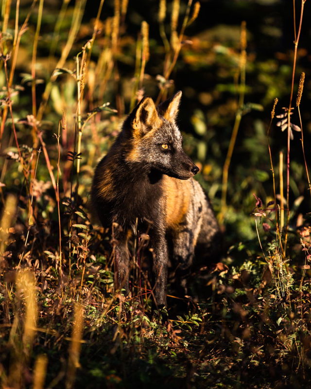 Fox in the Sunset