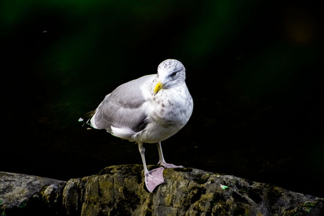 Gull Dukat