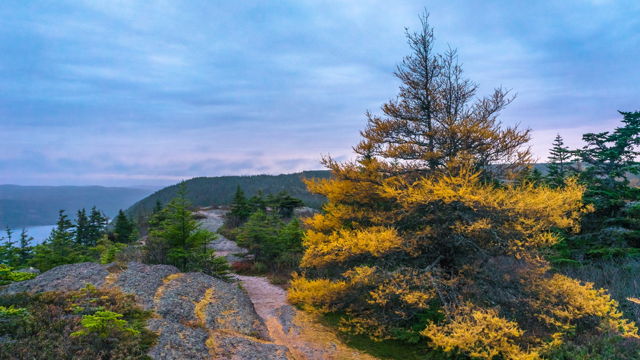 Fiery Larch at Sunset