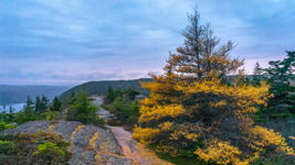 Fiery Larch at Sunset
