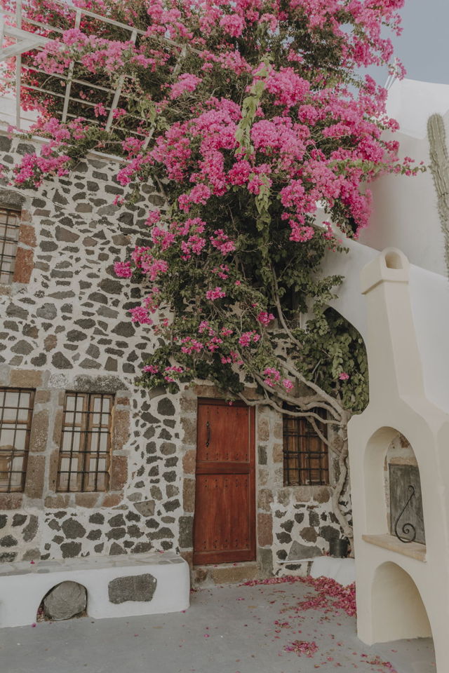 Bougainvillea in Santorini