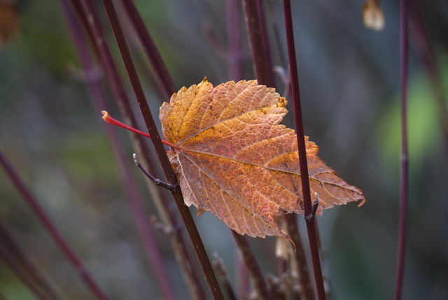 fallen leaf, Red Maple