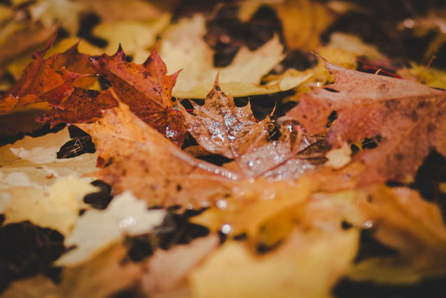 Fallen Leaves