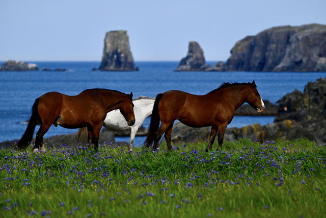 A Break from Grazing