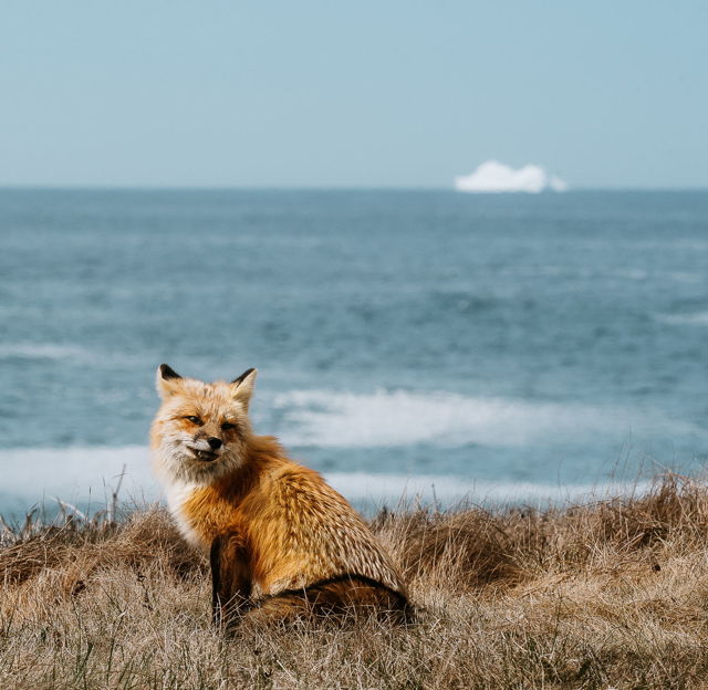 Fox and an Iceberg