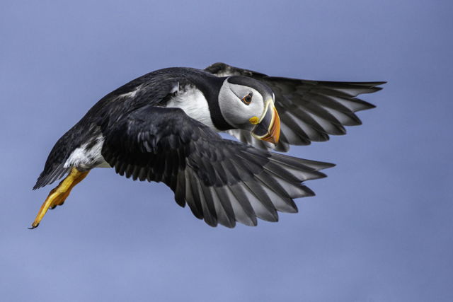 Puffin Flyby