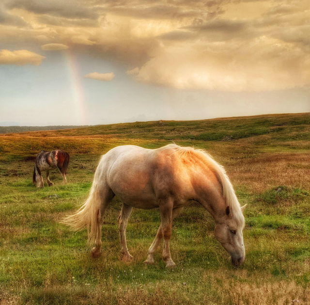 A Rainbow Over The Horses
