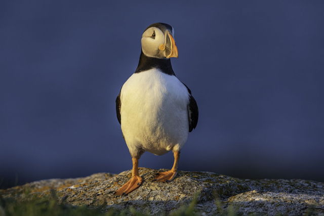 Puffin In Sunset