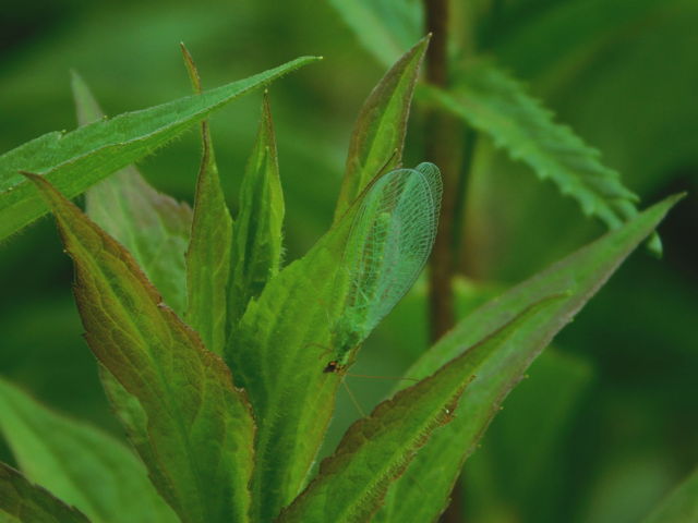 Green Lacewing