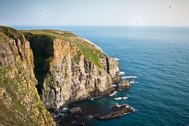 Cape St. Mary's Ecological Reserve