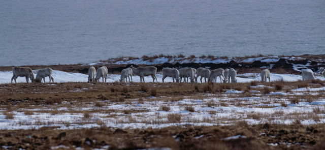 Caribou Herd