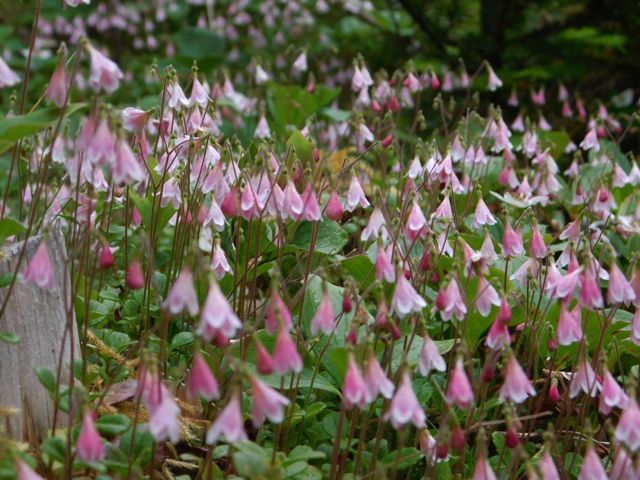 Twinflowers25