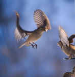 Female House Sparrow In Flight