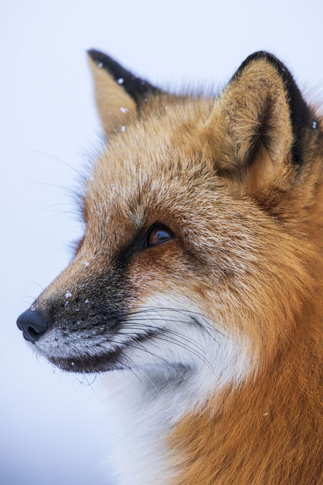 Newfoundland Red Fox