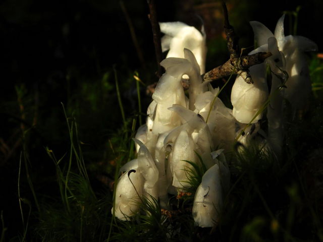Ghost pipe 2
