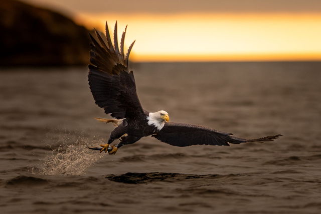 Bald Eagle with Fish