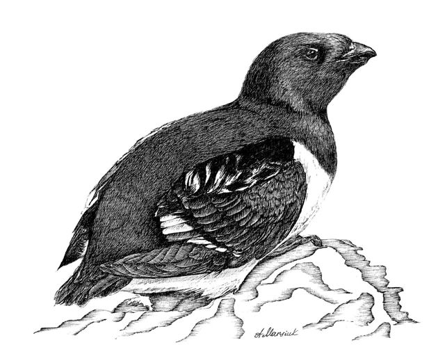 Dovekie