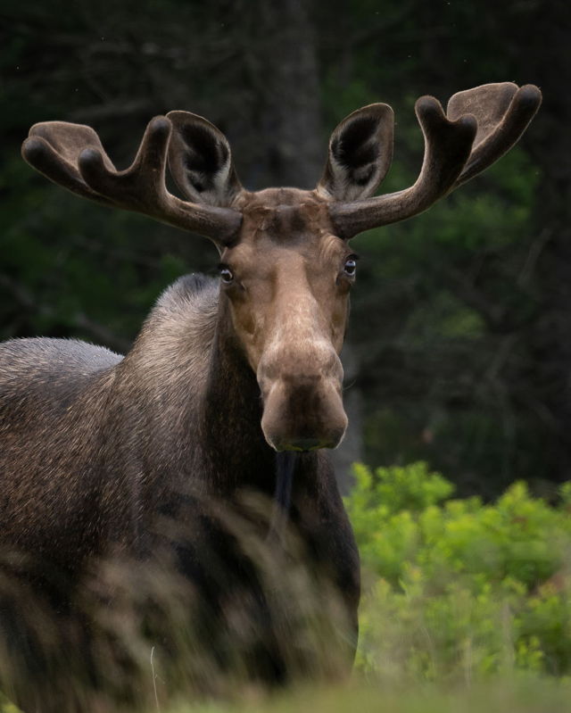 Moose Posture