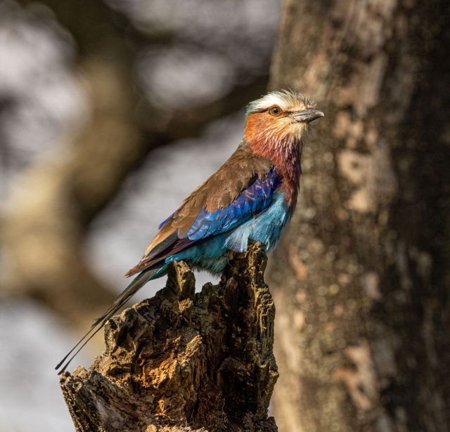 Lilac-breasted Roller