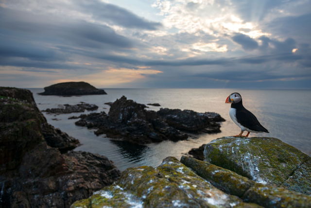 Puffin With a View