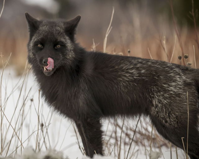 Fox last lick