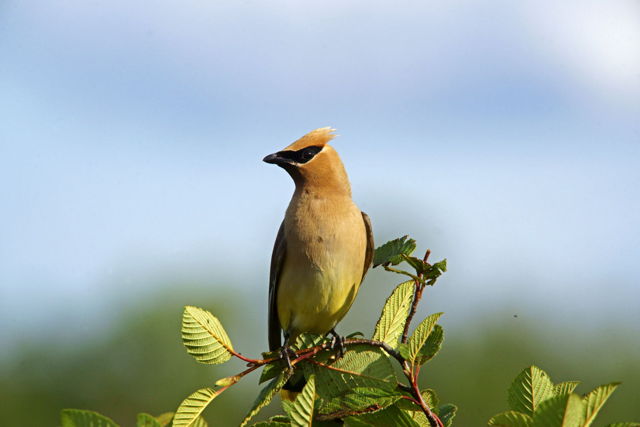 Cedar Waxwing
