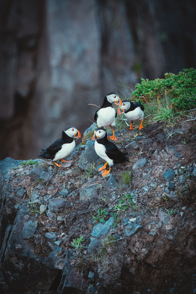 Puffinry