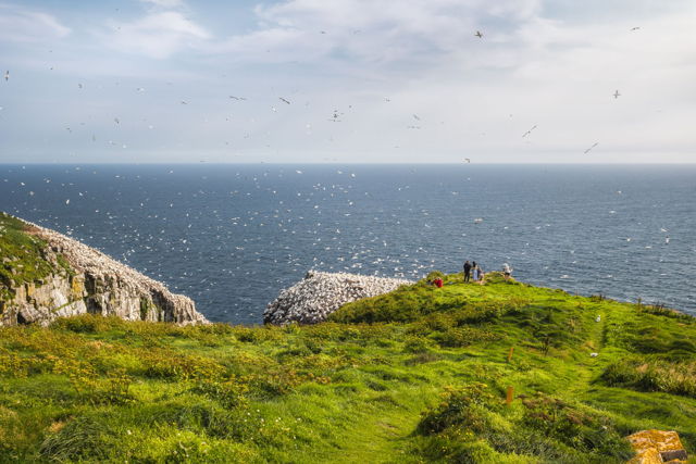 Birdwatching at Cape St. Mary's Ecological Reserve