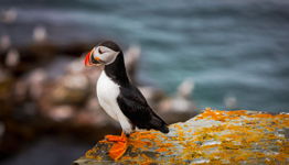 Contemplative Puffin