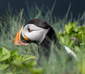 Puffin in the Grass