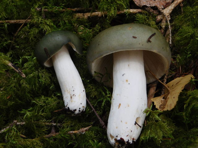 Green Russula 25