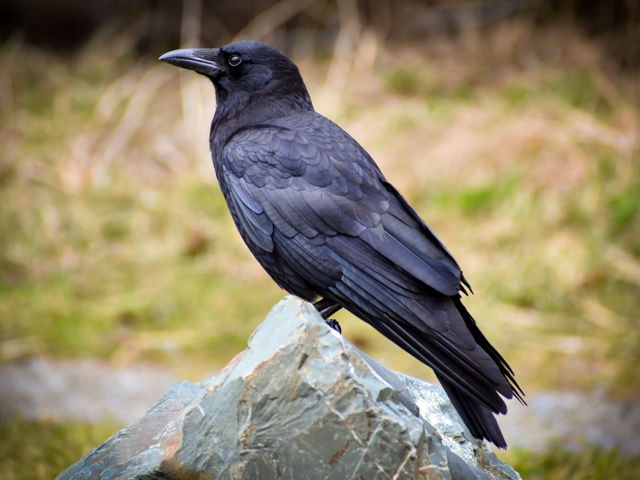 American Crow