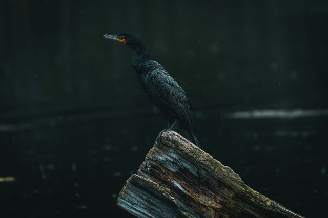 Double-Breasted Cormorant